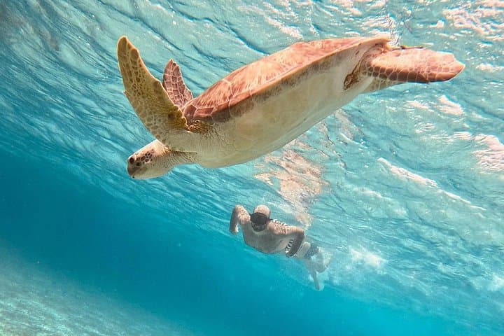 Cozumel Snorkeling to Palancar, El Cielo & Cielito — Half-Day Boat Trip with Drinks photo 4