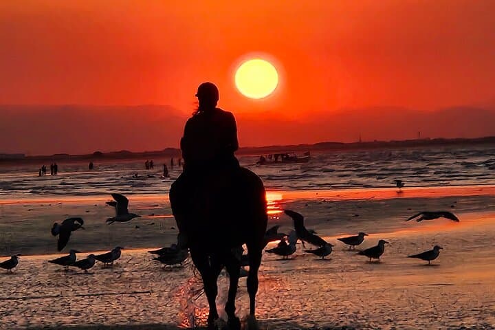 Muscat Beach Horseback Riding: Coastal Rides Along Oman's Shoreline photo 6