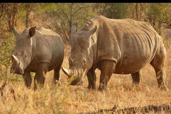 Half-Day Rhino & Lion Park Closed-Vehicle Game Drive from Johannesburg