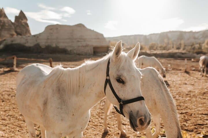 Horseback Riding in Cappadocia: Sunrise & Sunset Tours Through Red, Rose and Love Valleys photo 6