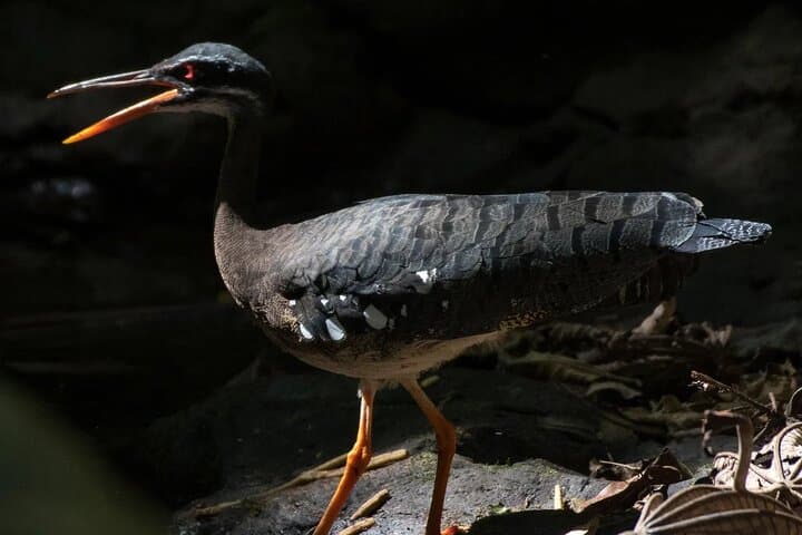 Monteverde Cloud Forest Tour: Guided Walk Through Costa Rica's Cloud Forest Reserve photo 4