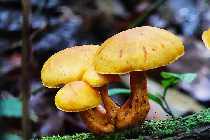 Monteverde Cloud Forest Tour: Guided Walk Through Costa Rica's Cloud Forest Reserve photo 6
