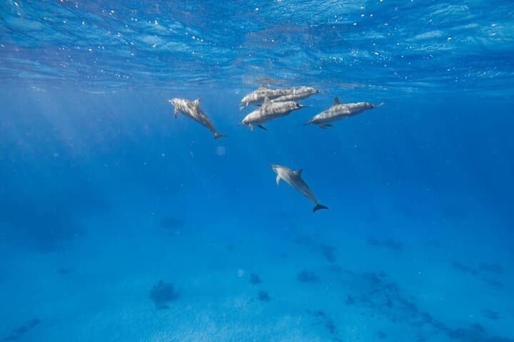 Swim with Wild Dolphins at Dolphin House — Hurghada Red Sea Snorkel Trip photo 4