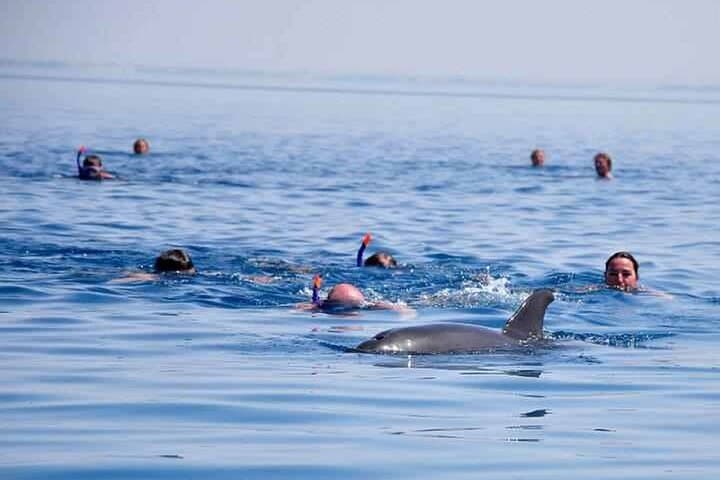 Dolphin House Hurghada: Full-Day Snorkel Cruise to Shaab Samadai with Lunch photo 6