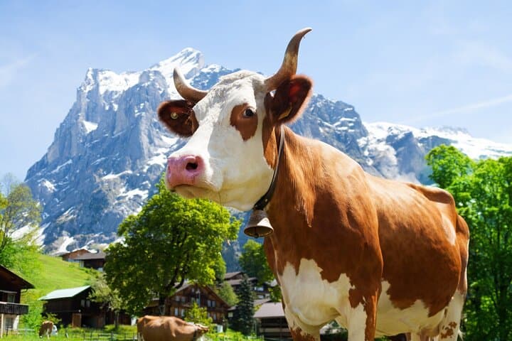 Zurich Day Trip: Rhine Falls, Chocolarium & Appenzeller Cheese Experience photo 4