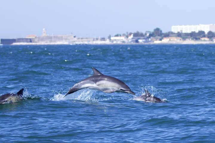 Lisbon Dolphin Watching with Marine Biologist — Small Group Tour