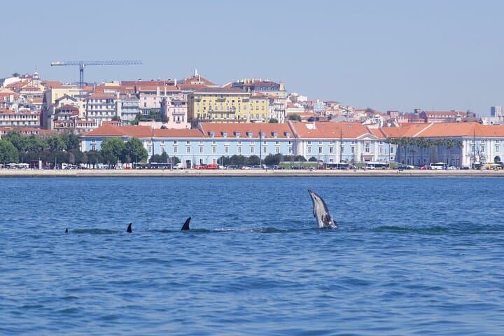 Lisbon Dolphin Watching with Marine Biologist — Small Group Tour photo 4