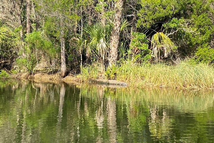 Backland Alligator Electric Paddle Tour at Crystal River Preserve photo 6