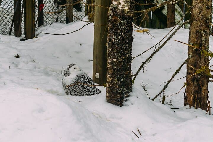 Visit Ranua Zoo: Arctic Wildlife Day Trip from Rovaniemi photo 3
