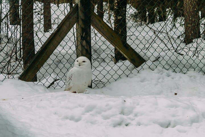 Visit Ranua Zoo: Arctic Wildlife Day Trip from Rovaniemi photo 4