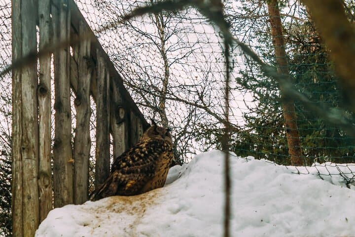 Visit Ranua Zoo: Arctic Wildlife Day Trip from Rovaniemi photo 5