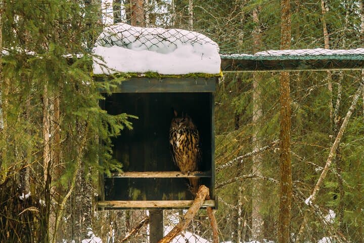 Visit Ranua Zoo: Arctic Wildlife Day Trip from Rovaniemi photo 6
