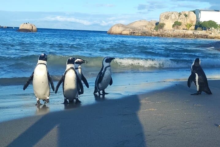 Cape Peninsula Private Tour: Chapman's Peak, Cape Point & Boulders Beach Day Trip