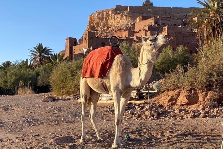 Guided Hike Around Ait Ben Haddou: Berber Life, Ounila Valley & Caravan Paths photo 5