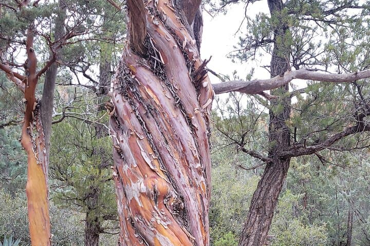 Sedona Vortex Odyssey: A 3-Hour Spiritual and Scientific Sedona Vortex Tour photo 3