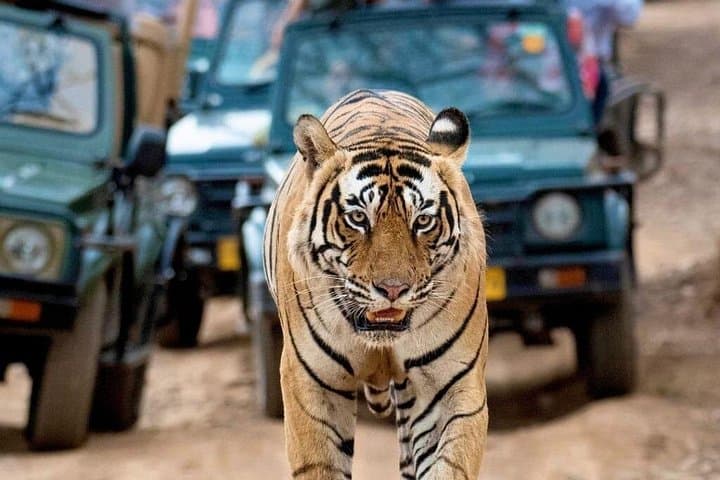 Taj Mahal & Ranthambhore Tiger Safari: 2-Day Private Tour from Delhi photo 1