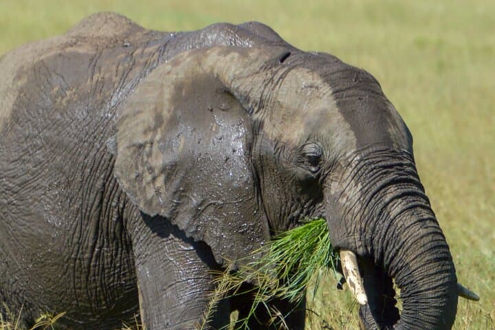 Maasai Mara 3-Day Safari: Big Five, Great Migration & Conservancy Drives