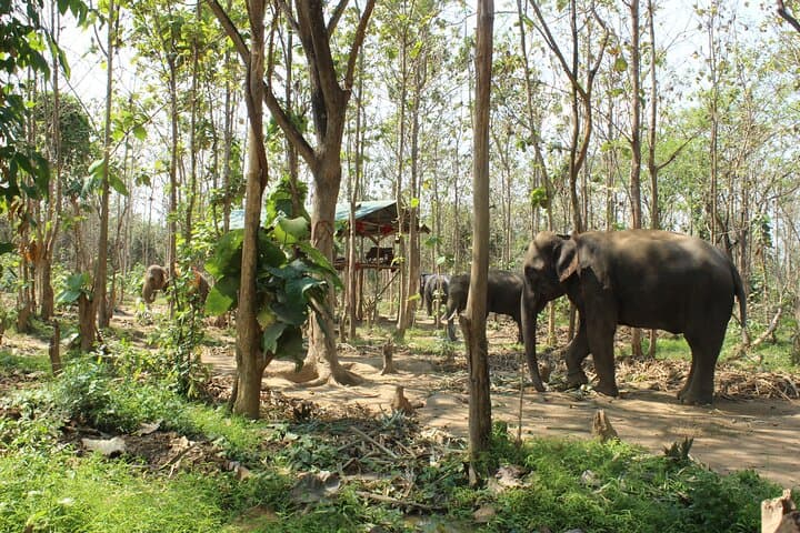 Ethical Chiang Mai Elephant Sanctuary Day Tour — Meet Rescued Elephants
