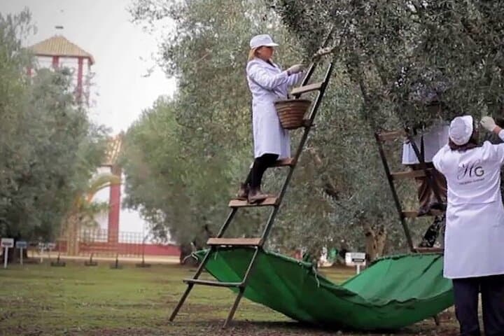 Hacienda Guzmán Olive Oil Tour: Oleotourism & Tasting Near Seville photo 3