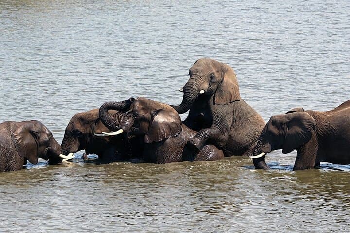 Garden Route Express: 2-Day Big 5 Safari, Cango Caves & Tsitsikamma from Cape Town photo 2