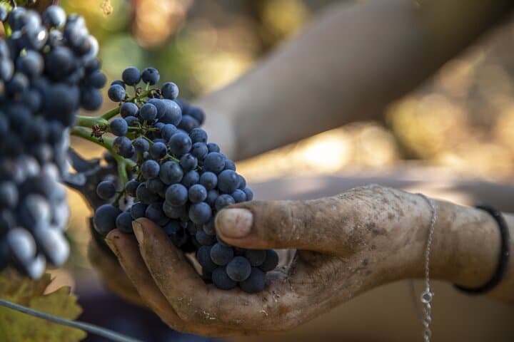 Full-Day Private Wine Tour in Côte de Nuits — Burgundy Grand Cru Tasting from Beaune photo 4