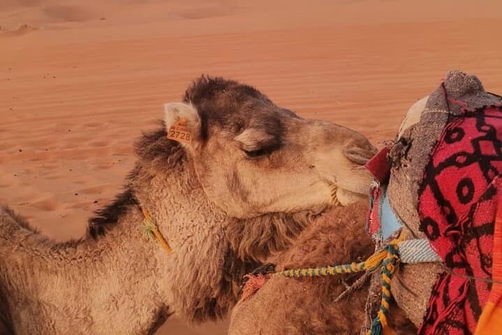 3-Day Merzouga Desert Tour from Marrakech: Camel Treks, Sandboarding & Berber Camps photo 3