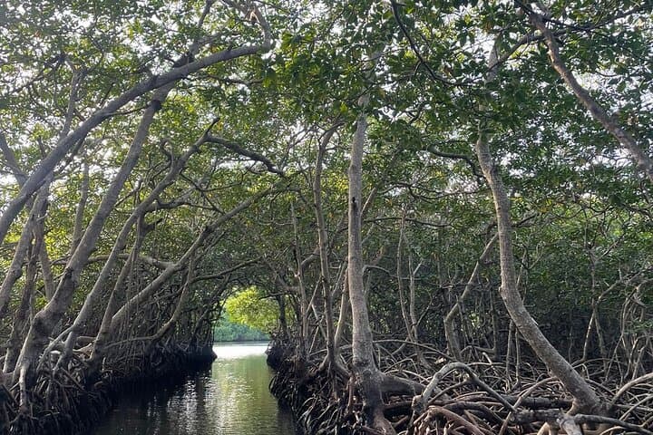Roatán East End Private Tour: Garifuna Culture & Jonesville Mangrove Tunnels photo 2