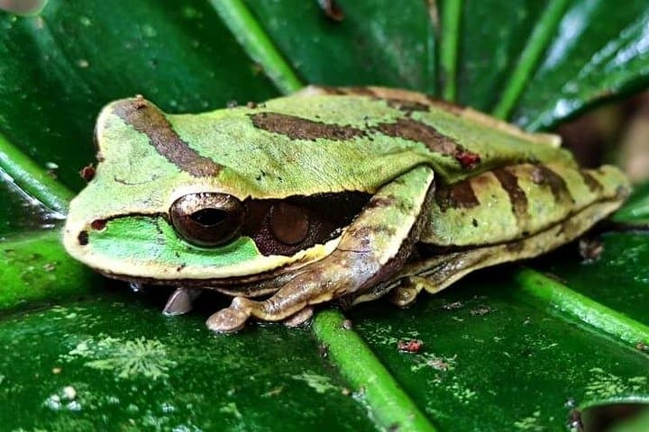 Bijagua Sloth Rainforest Tour & Llanos del Cortez Waterfall — Private Day Trip photo 2