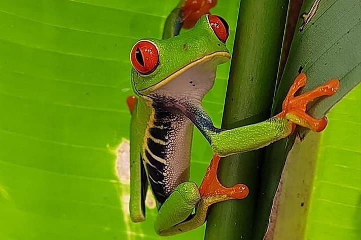 Bijagua Sloth Rainforest Tour & Llanos del Cortez Waterfall — Private Day Trip photo 4