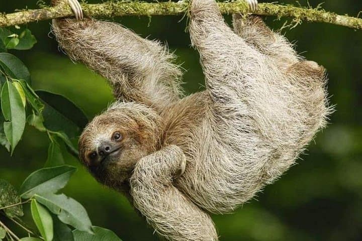 Bijagua Sloth Rainforest Tour & Llanos del Cortez Waterfall — Private Day Trip photo 1