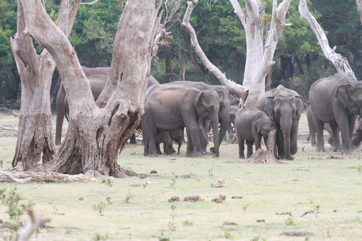 Minneriya Private Safari — Jeep Safaris to Sri Lanka's Elephant Gathering photo 4