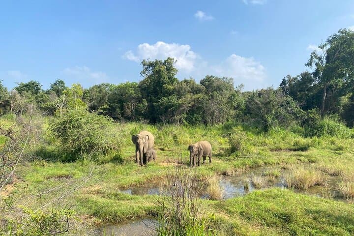 Minneriya Private Safari — Jeep Safaris to Sri Lanka's Elephant Gathering photo 5