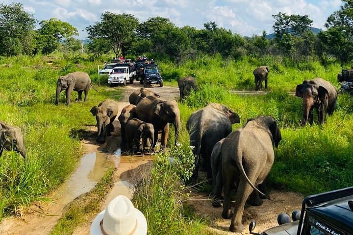 Minneriya Private Safari — Jeep Safaris to Sri Lanka's Elephant Gathering photo 6
