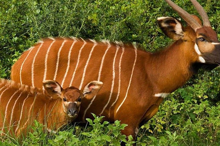 2-Day Aberdare National Park Luxury Lodge Safari from Nairobi photo 4