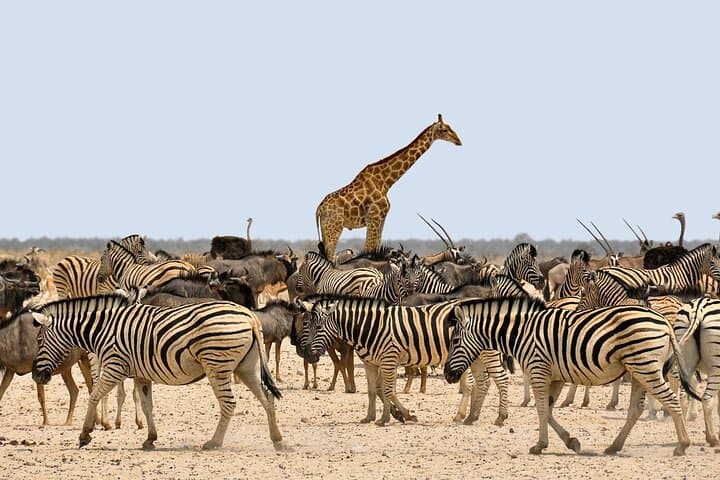 4-Day Safari in Tarangire, Serengeti & Ngorongoro: Essential Guide photo 6