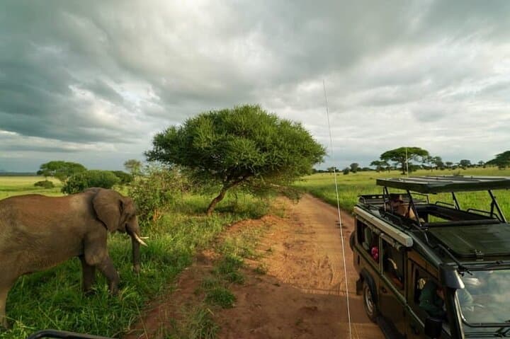 Tarangire Day Safari: Elephant Herds, Baobabs & Riverine Wildlife from Arusha photo 4