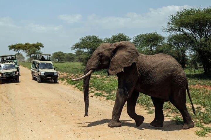 3-Day Ol Pejeta Conservancy Luxury Safari: Big Five, Chimpanzees & Mount Kenya Views photo 5