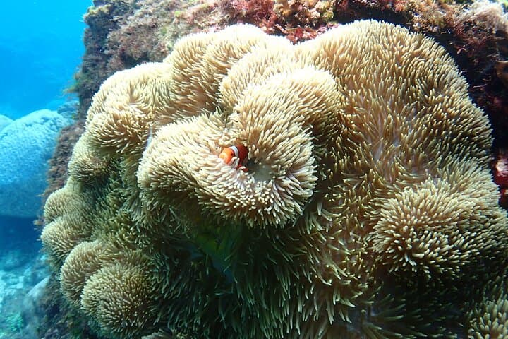 Kenting Snorkeling with Underwater Photos — Beginner-Friendly Guided Snorkel in Kenting, Taiwan photo 4