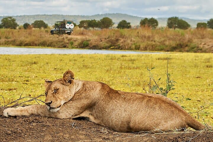 2-Day Private Mikumi Safari: Lions, Elephants & Giraffe from Dar es Salaam photo 1