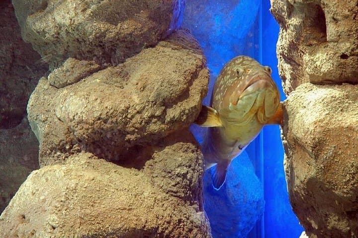 Day Trip from Rethymno to Dinosauria Park & Cretaquarium: Family-Friendly Science and Sea Life photo 2