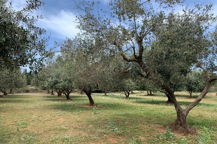 Kefalonia Farm E‑Bike Tour: Olive Oil, Honey & Coastal Views from Argostoli