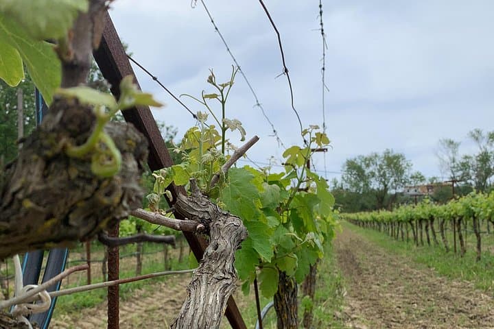 Kefalonia E-Bike Wine Tour: Cycling Paliki Vineyards & Robola Tastings