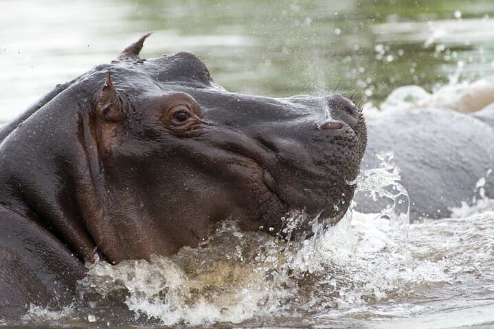 Chobe Day Trip from Victoria Falls — Boat Cruise & Afternoon Game Drive in Chobe National Park photo 1