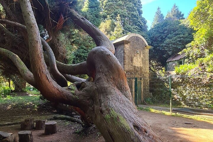 Levada da Camacha E-Bike Tour: Ride Levadas and Laurissilva Forests in Madeira photo 3
