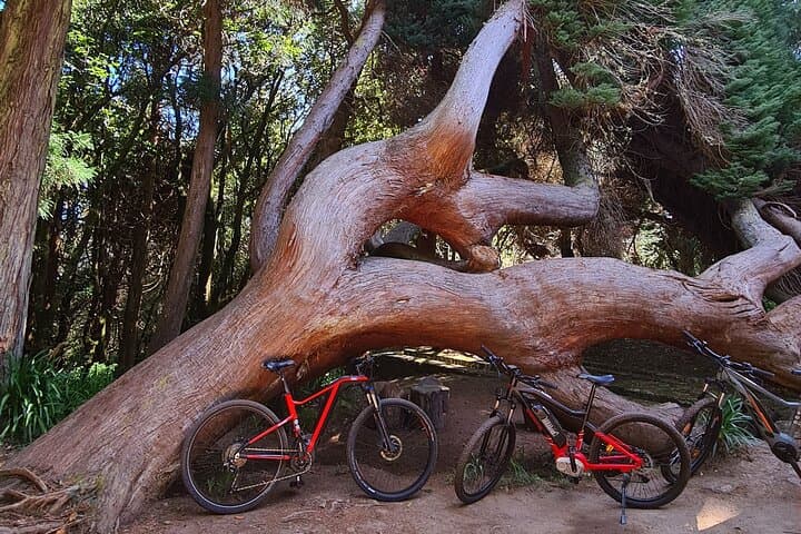 Levada da Camacha E-Bike Tour: Ride Levadas and Laurissilva Forests in Madeira photo 4