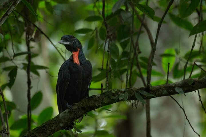 Guided Bird Watching in Monteverde: Curi-Cancha Cloud Forest Tour photo 2