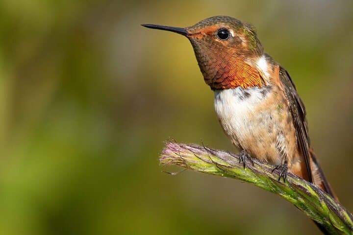 Guided Bird Watching in Monteverde: Curi-Cancha Cloud Forest Tour photo 3