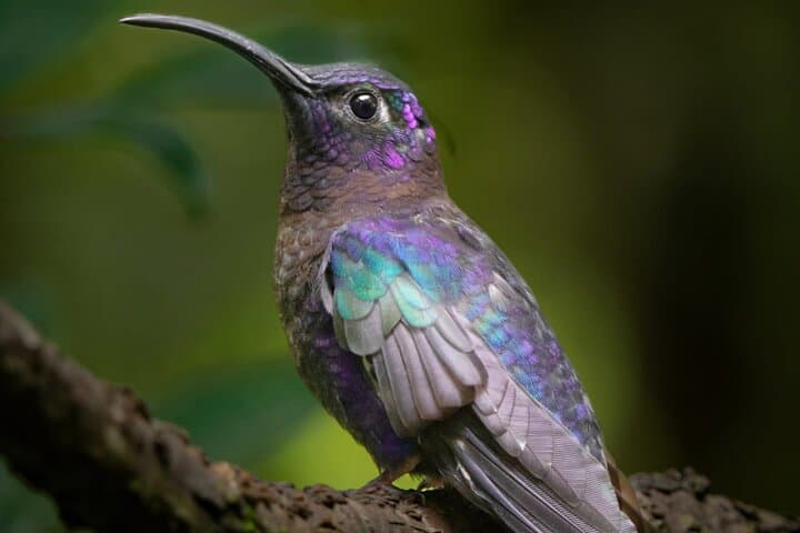 Guided Bird Watching in Monteverde: Curi-Cancha Cloud Forest Tour photo 5