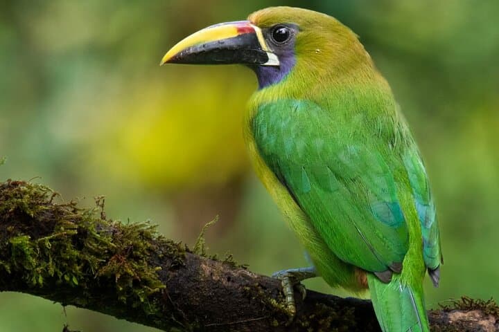 Guided Bird Watching in Monteverde: Curi-Cancha Cloud Forest Tour