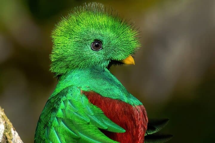Guided Bird Watching in Monteverde: Curi-Cancha Cloud Forest Tour photo 4